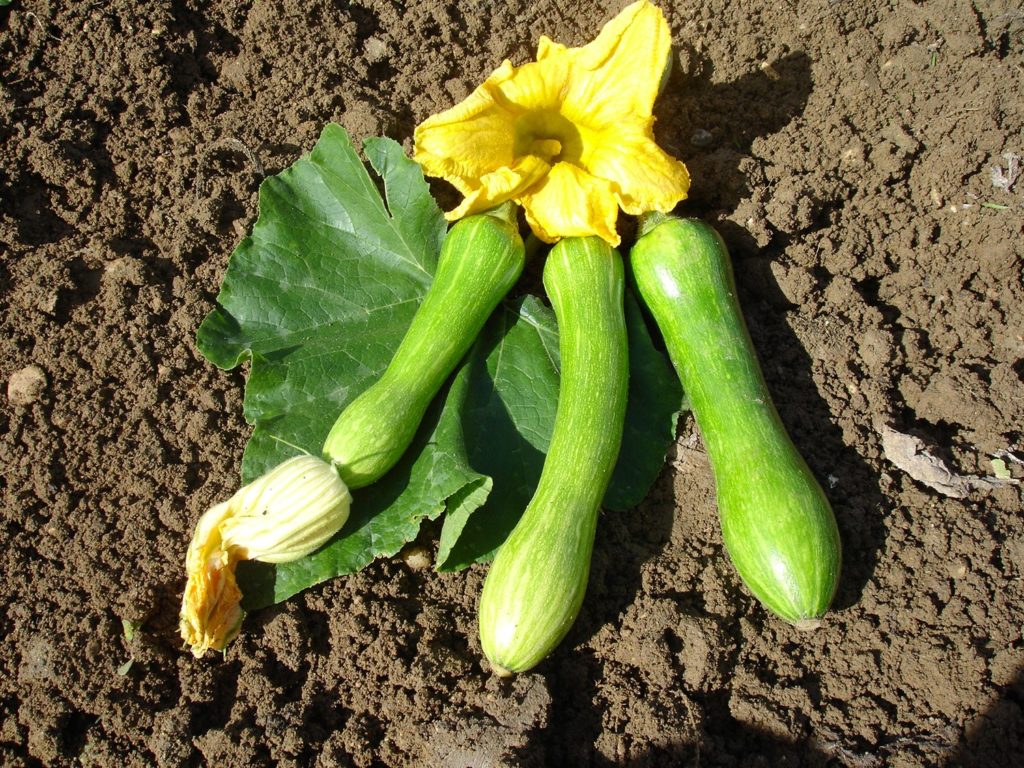 Courgette longue de Nice – La Cavagne