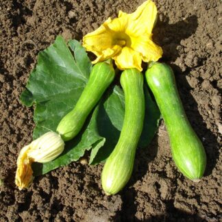 Courgette longue de Nice