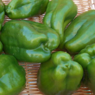 Poivron vert