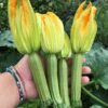 Courgette Strike