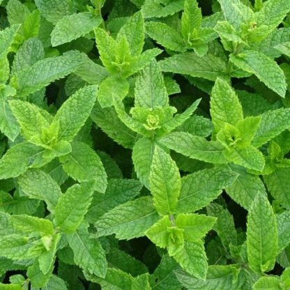 Menthe verte
