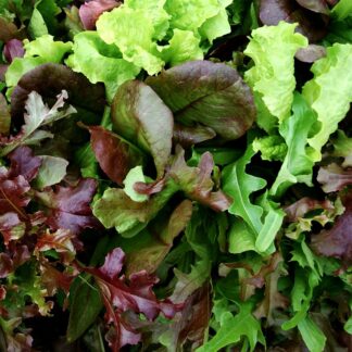 Mélange feuilles de salades