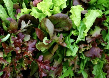Mélange feuilles de salades