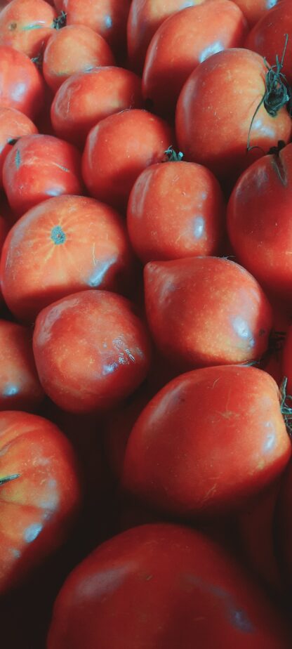 Tomate déclassée